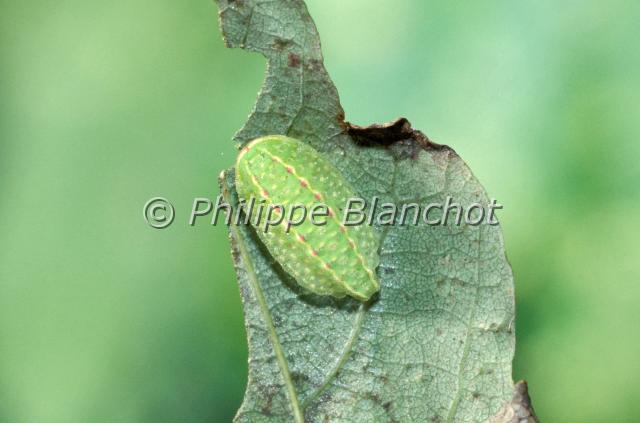 apoda limacodes.JPG - Apoda limacodes (Chenille)TortueFestoonLepidoptera, LimacodidaeFrance